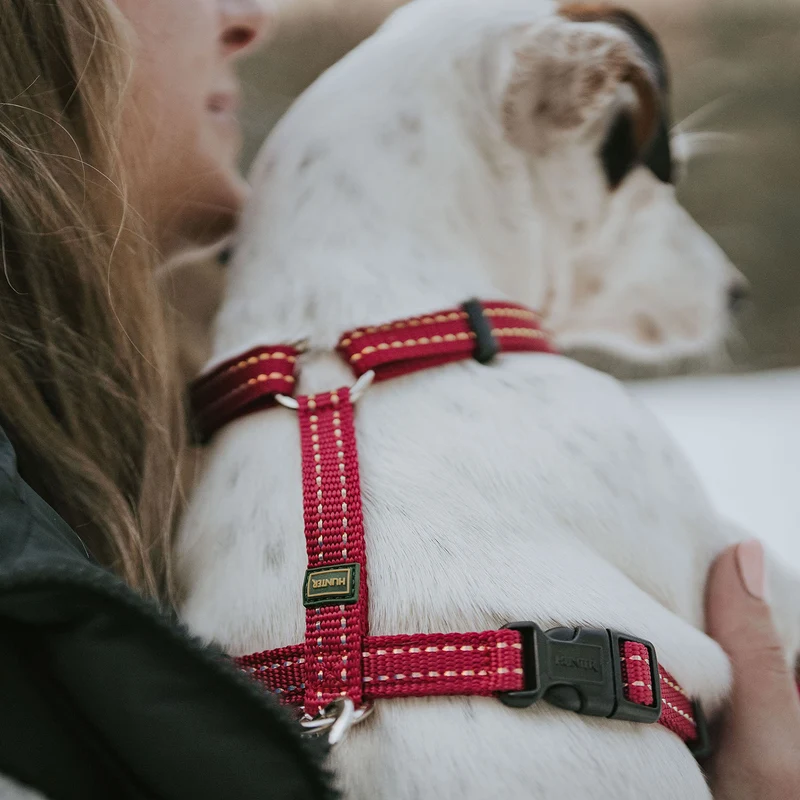 Geschirr Tripoli