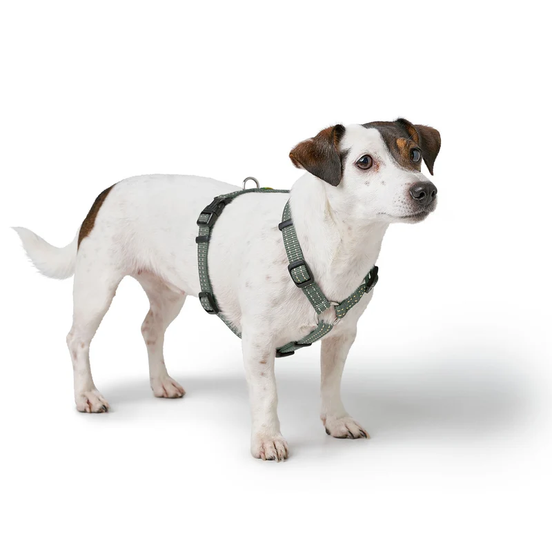 Geschirr Tripoli