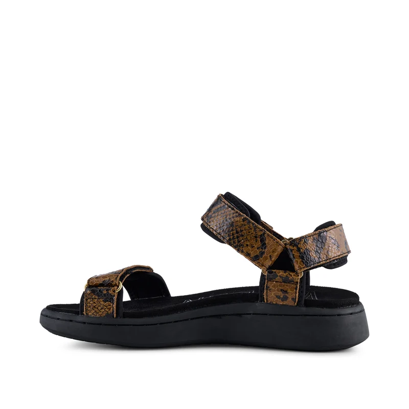 Line Snake - Brown Snake