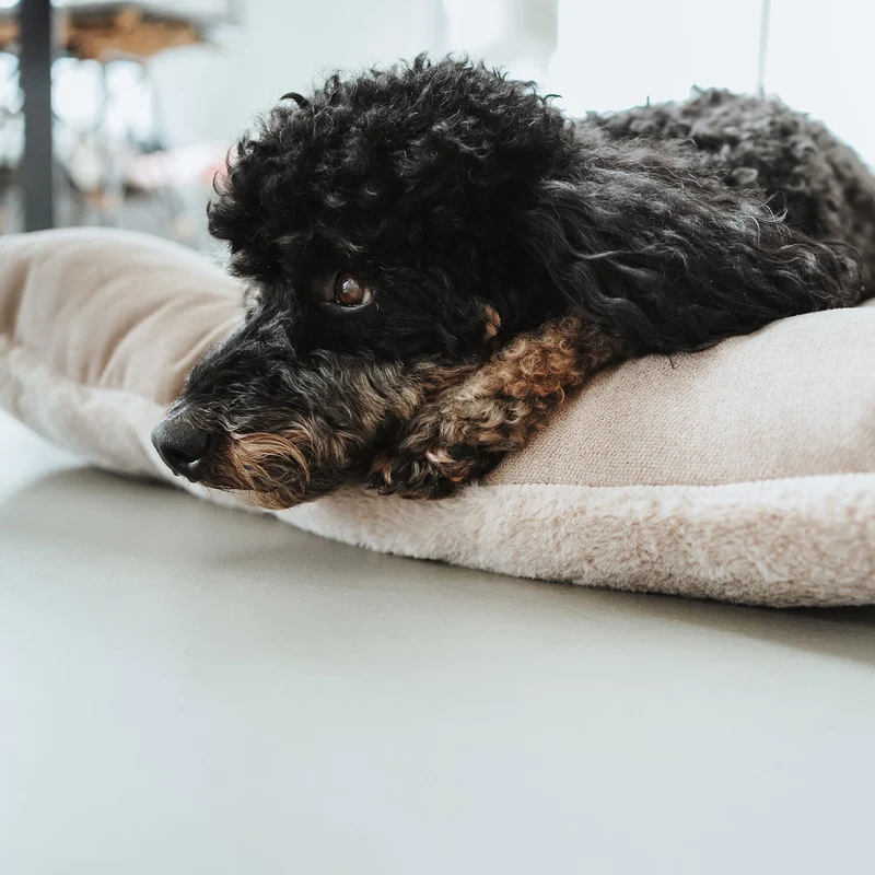 Hundekissen Rockford